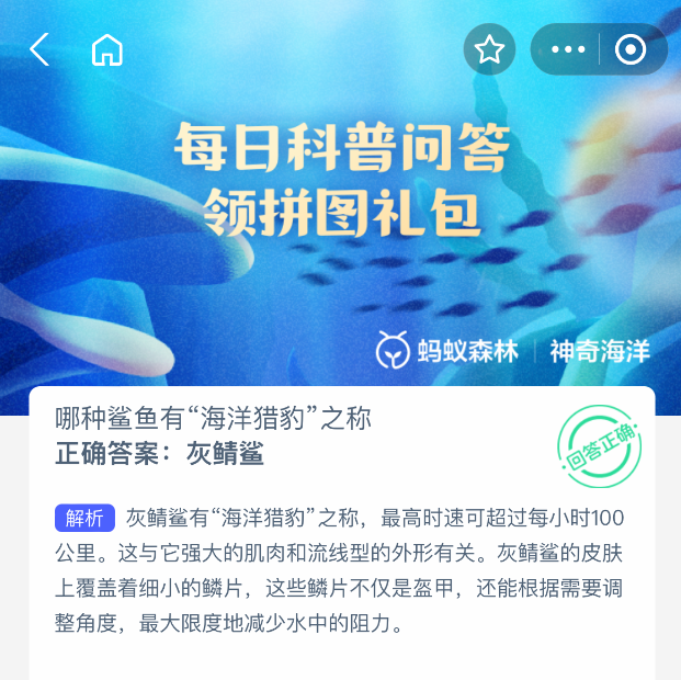 灰鯖鯊