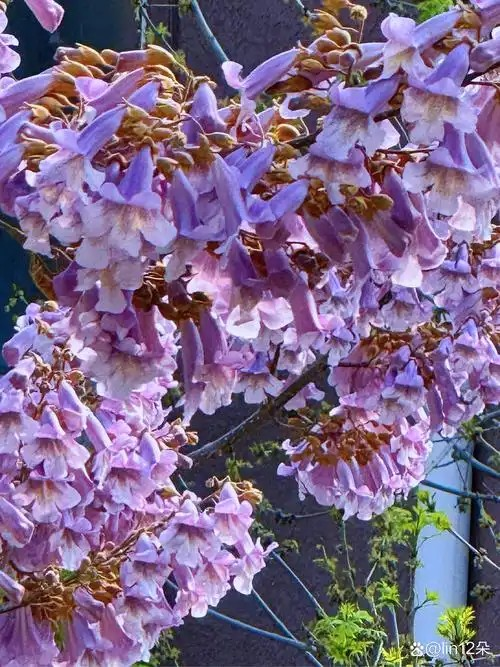 泡桐樹木示意圖