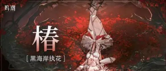 洛可可+椿+維里奈陣容示意圖